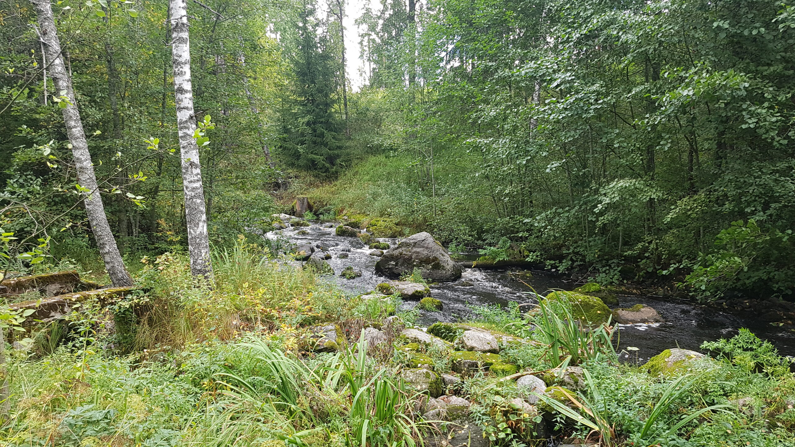 Hyvinkääläinen metsä kaipaa meitä, ei teitä