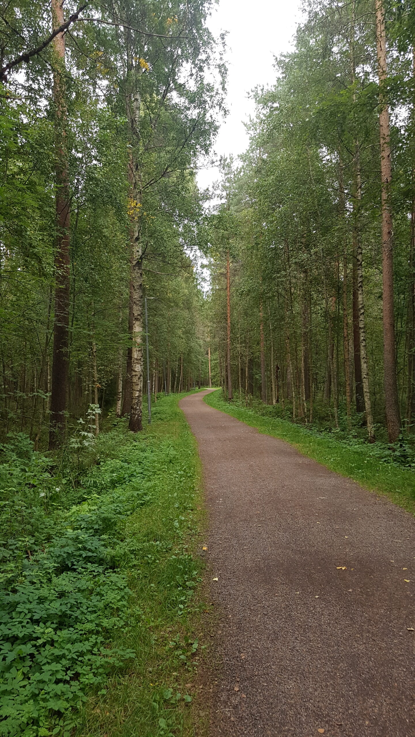 Kaupunki metsän siimeksessä